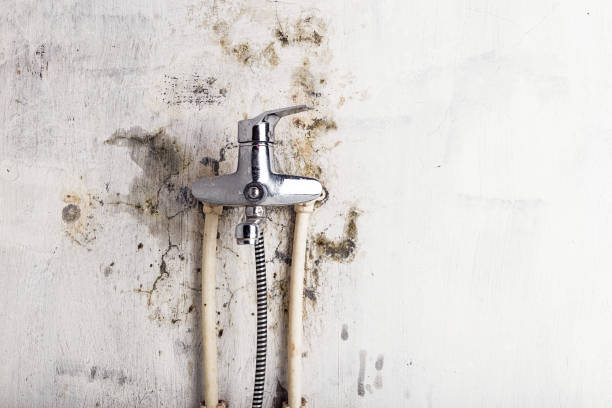 Professional Mold Removal in Rutgers University Livingston Campus, NJ