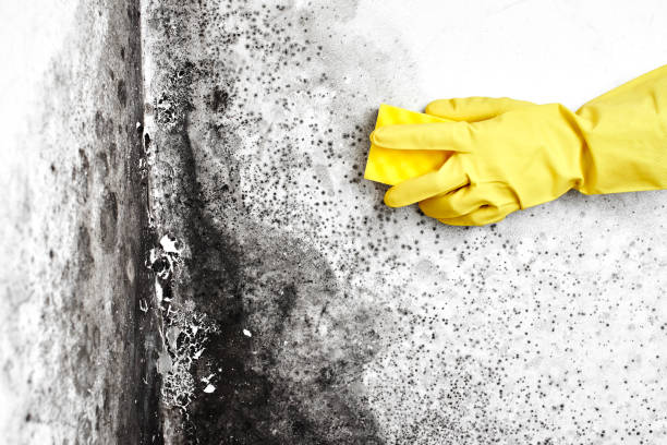 Best Mold Cleaning Services  in Rutgers University Livingston Campus, NJ
