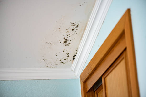 Best Affordable Mold Removal  in Rutgers University Livingston Campus, NJ