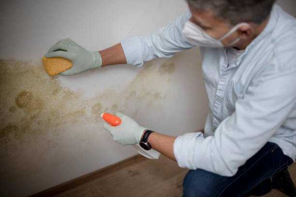 Best Mold Damage Repair  in Rutgers University Livingston Campus, NJ