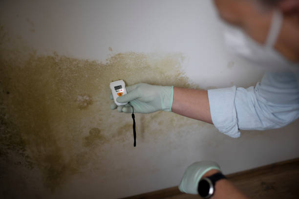 Certified Mold Removal in Rutgers University Livingston Campus, NJ