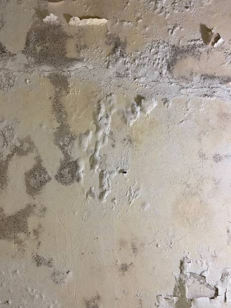 Mold Removal and Inspection in Rutgers University Livingston Campus, NJ