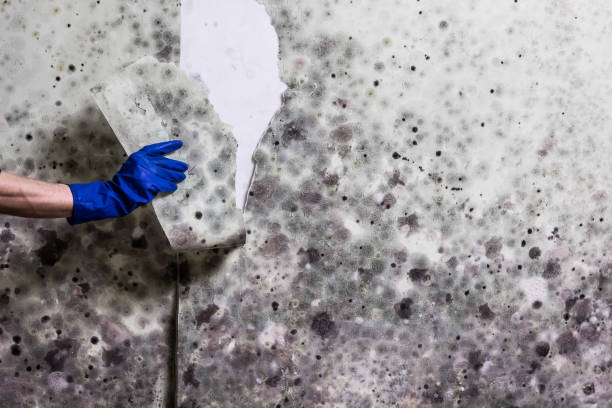 Best Same-Day Mold Removal  in Rutgers University Livingston Campus, NJ