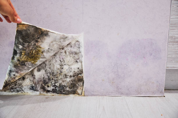 Best Best Mold Removal Companies  in Rutgers University Livingston Campus, NJ
